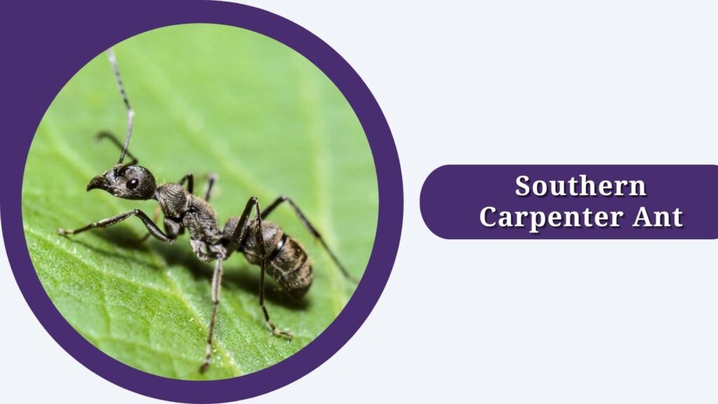 Southern Carpenter Ant