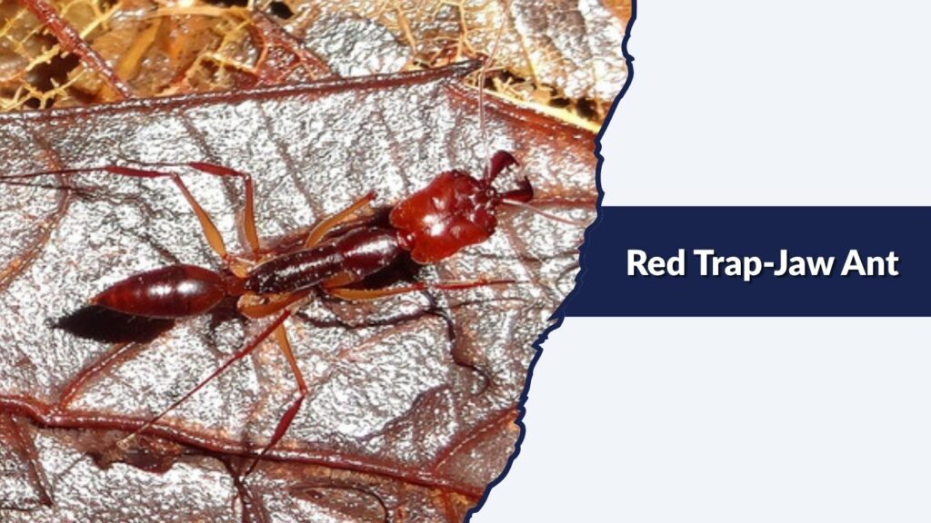 Red Trap-Jaw Ant