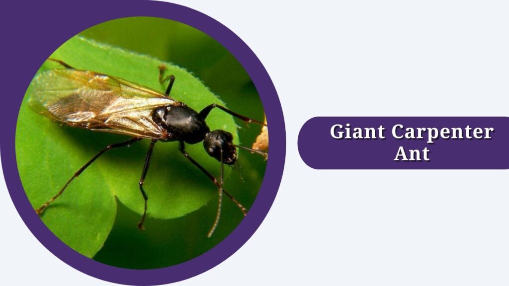 Giant Carpenter Ant