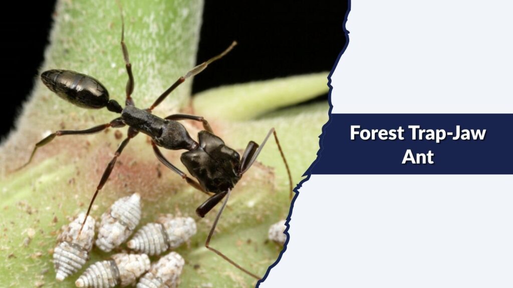 Forest Trap-Jaw Ant