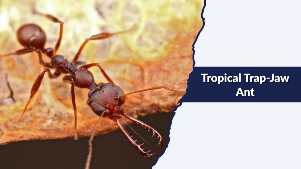 Tropical Trap-Jaw Ant