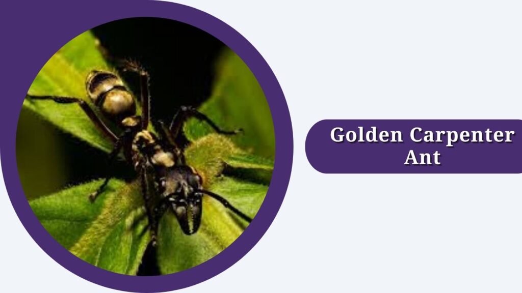 Golden Carpenter Ant