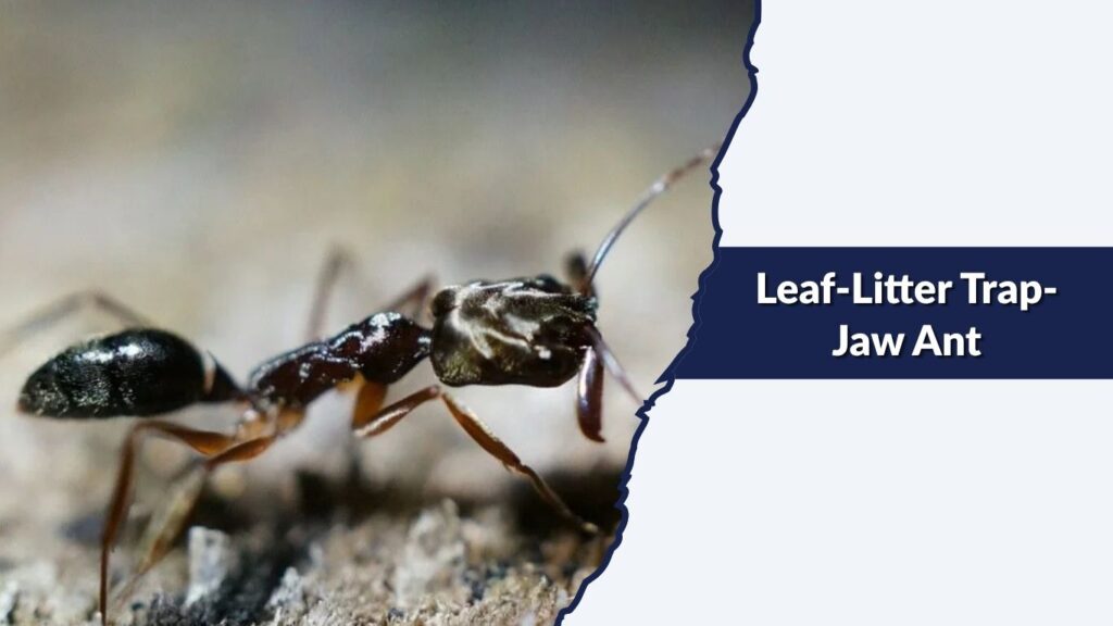 Leaf-Litter Trap-Jaw Ant