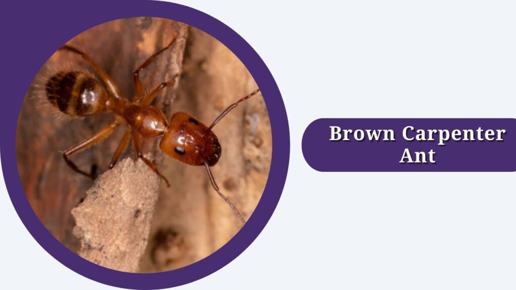 Brown Carpenter Ant