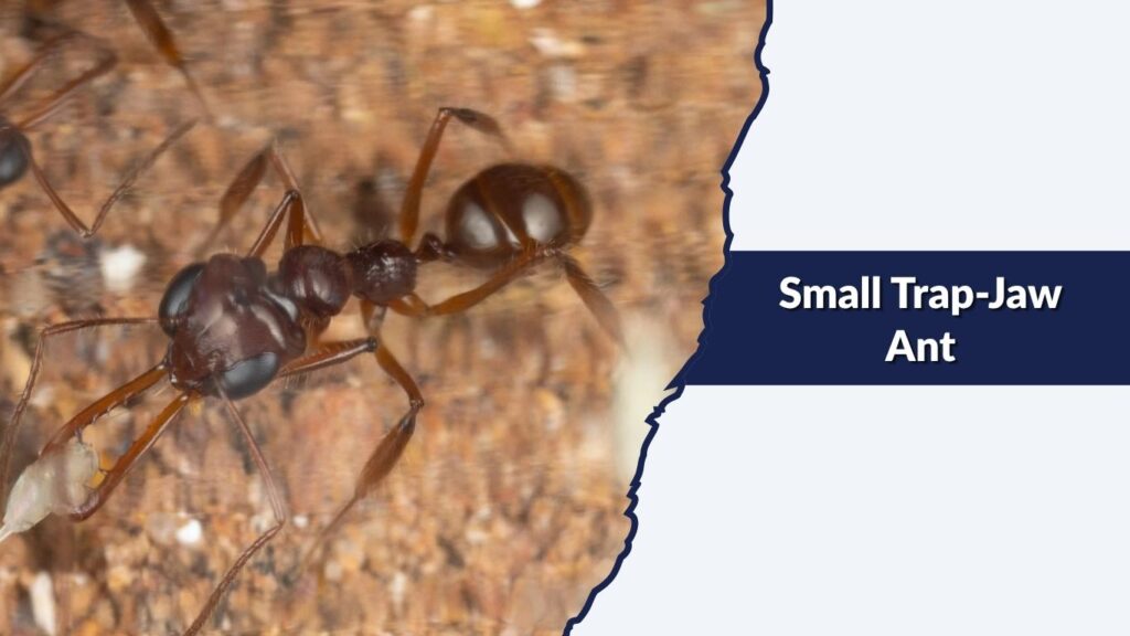 Small Trap-Jaw Ant