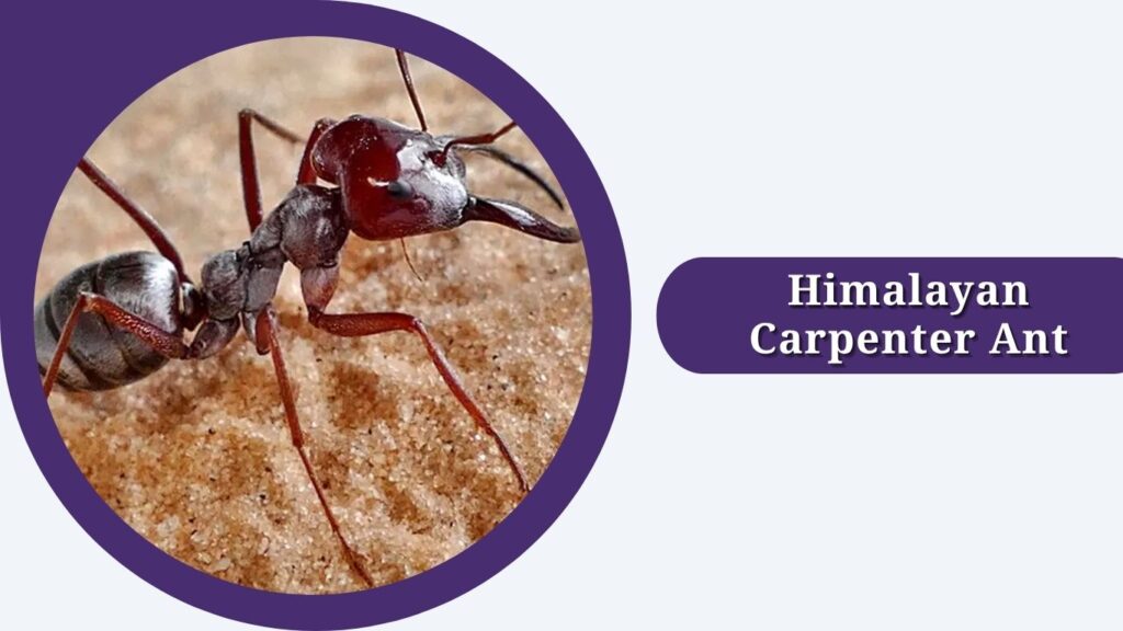 Himalayan Carpenter Ant