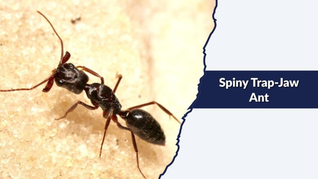Spiny Trap-Jaw Ant