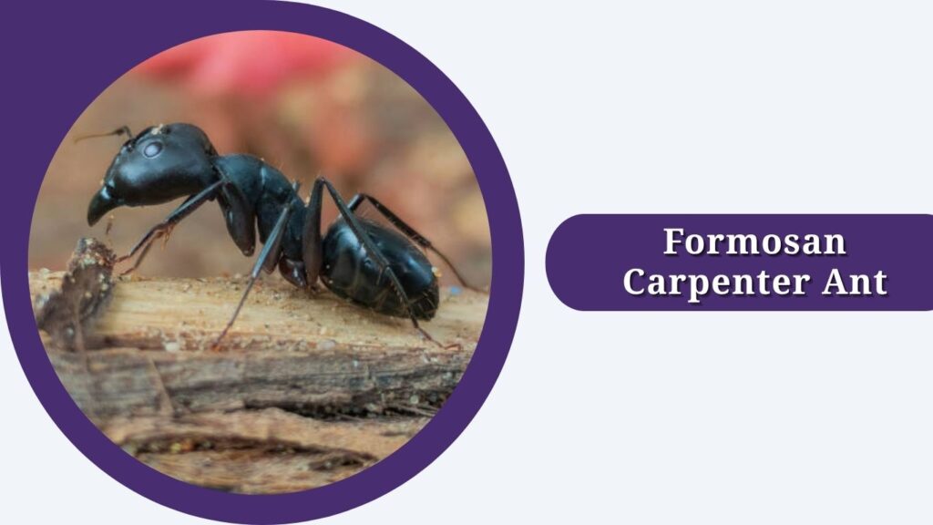 Formosan Carpenter Ant