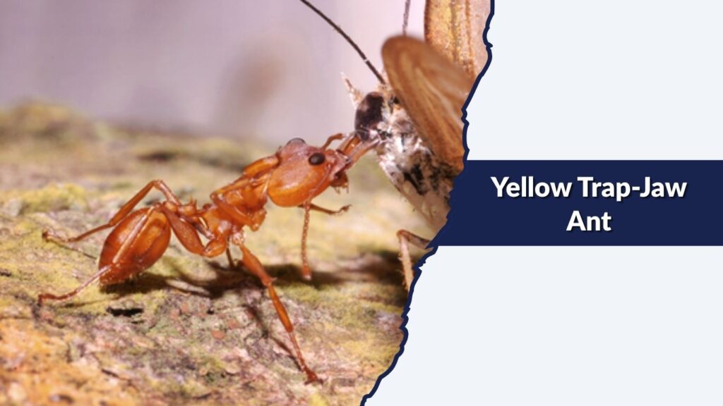 Yellow Trap-Jaw Ant