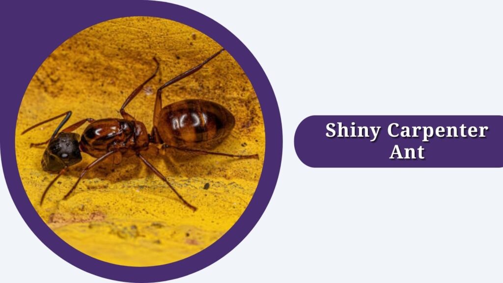 Shiny Carpenter Ant