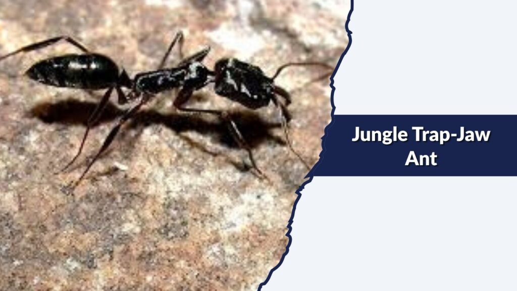 Jungle Trap-Jaw Ant
