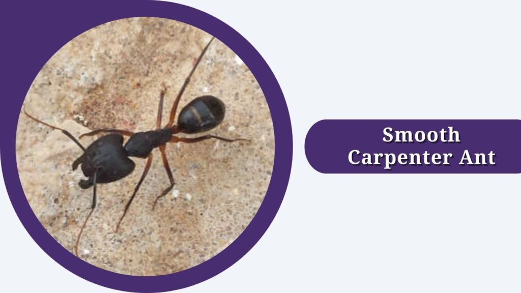 Smooth Carpenter Ant
