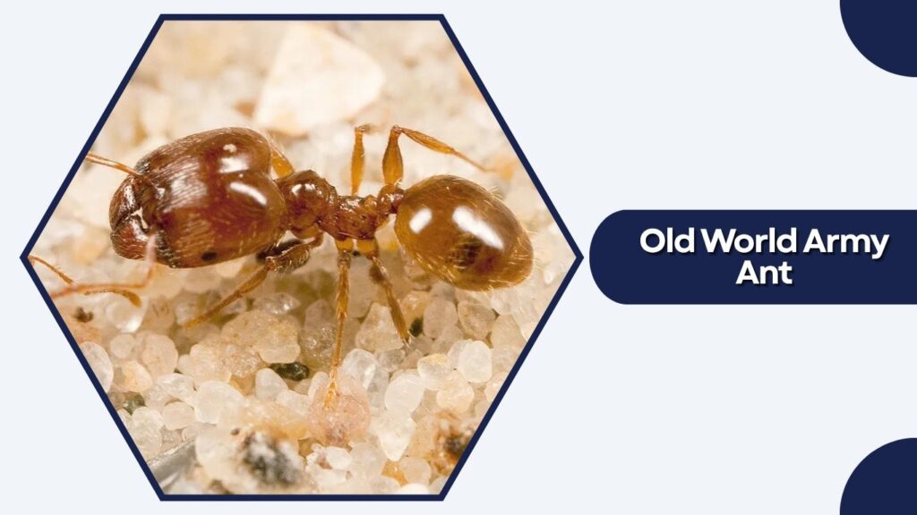 Old World Army Ant