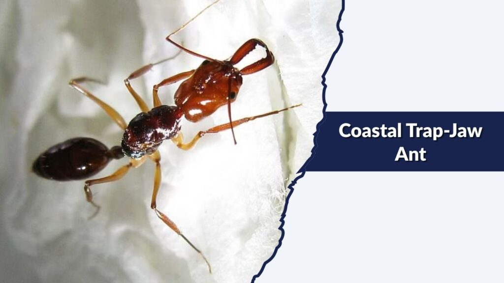 Coastal Trap-Jaw Ant