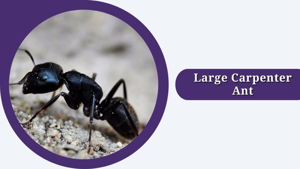Large Carpenter Ant