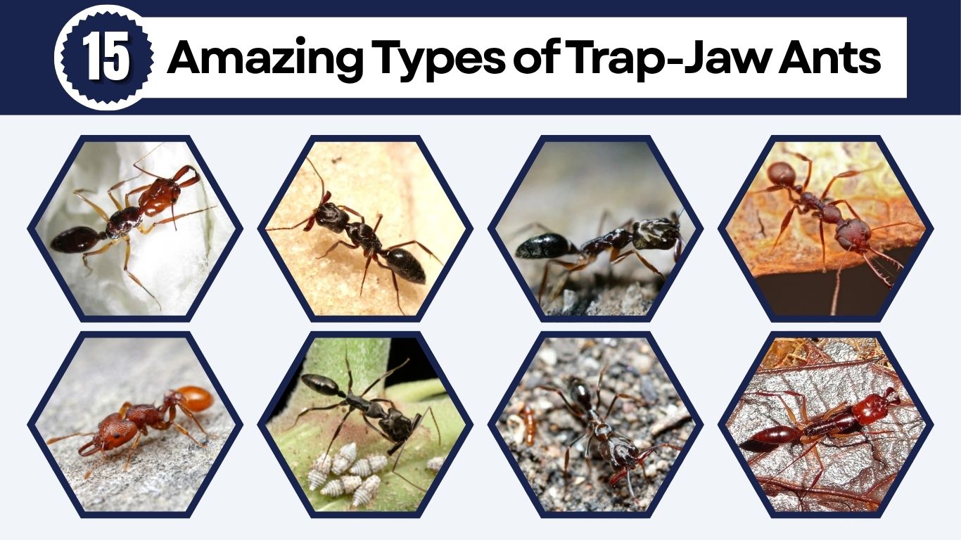 15 Amazing Types of Trap-Jaw Ants: Identification with Pictures