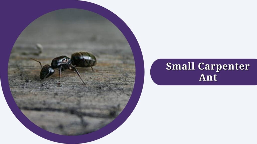 Small Carpenter Ant