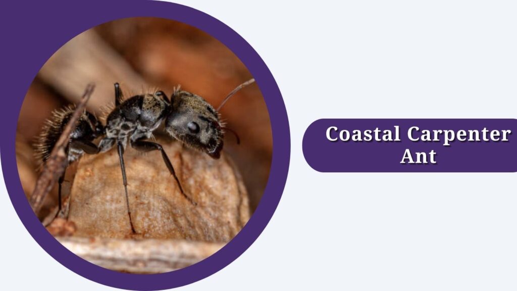 Coastal Carpenter Ant
