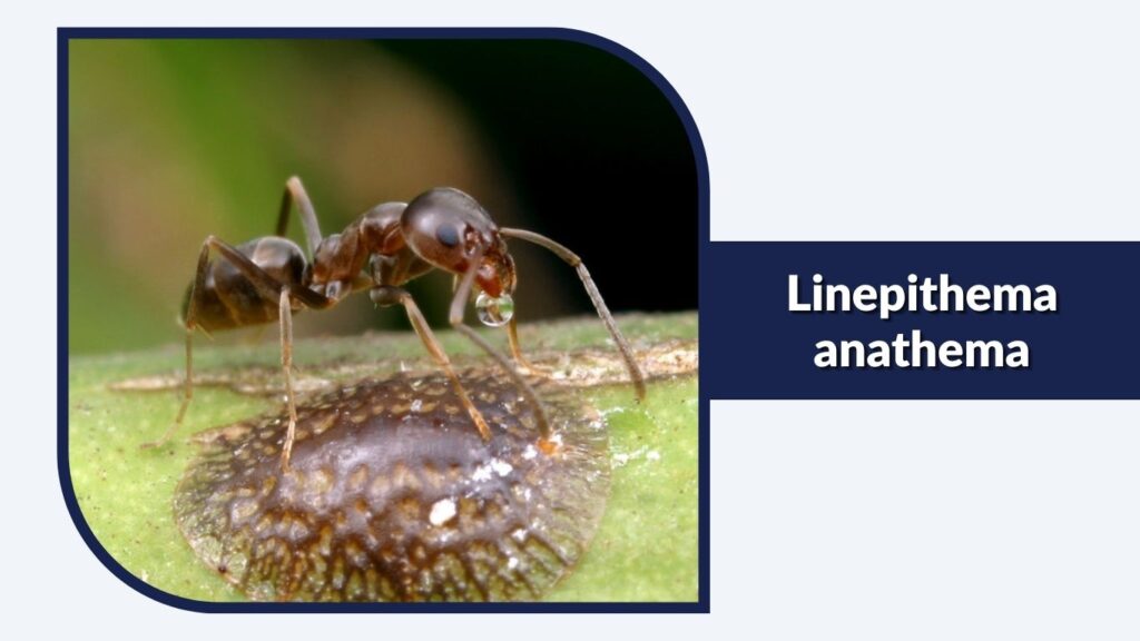 Linepithema anathema