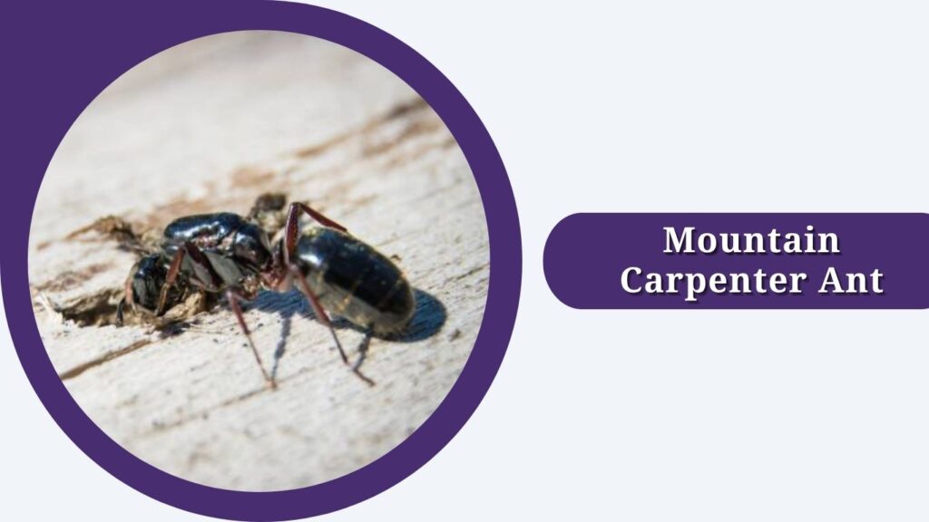 Mountain Carpenter Ant