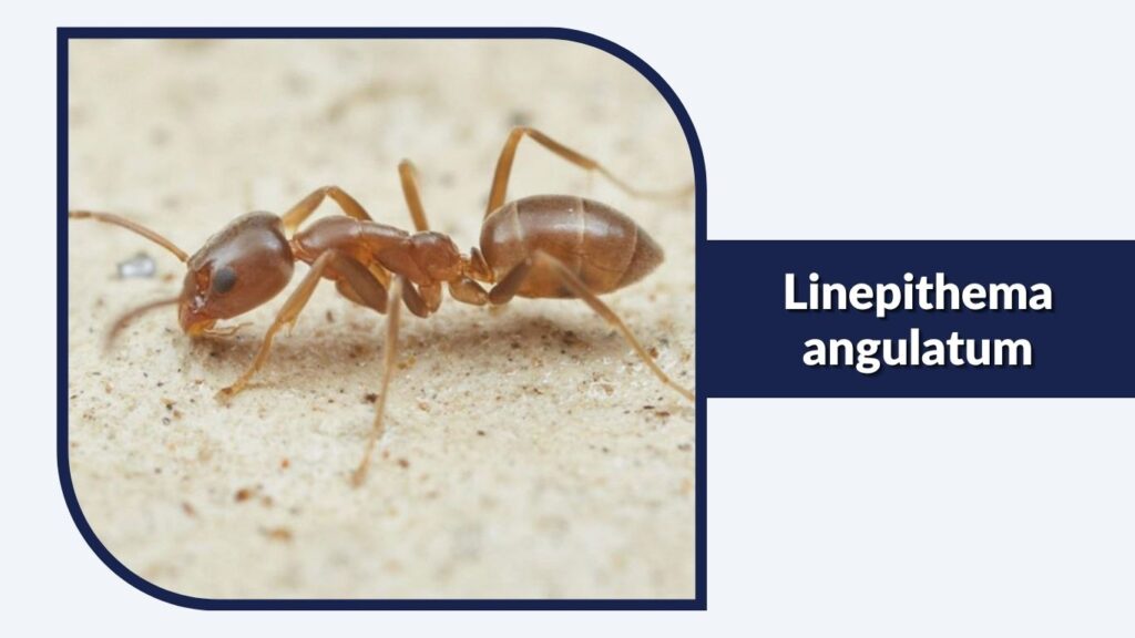 Linepithema angulatum