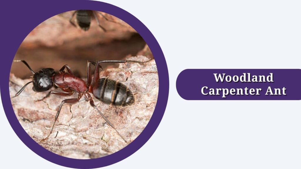Woodland Carpenter Ant