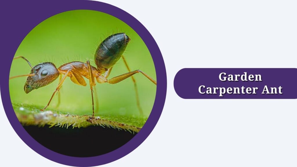 Garden Carpenter Ant