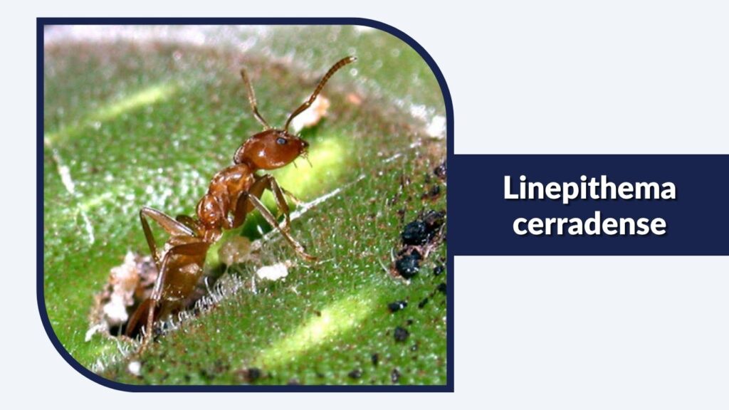 Linepithema cerradense