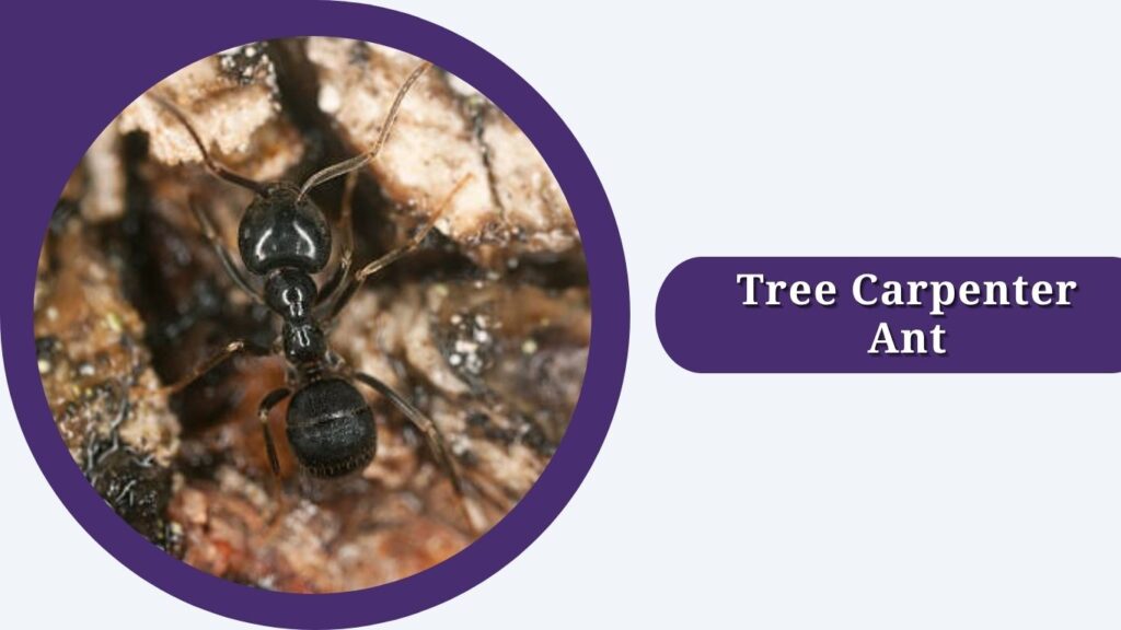 Tree Carpenter Ant