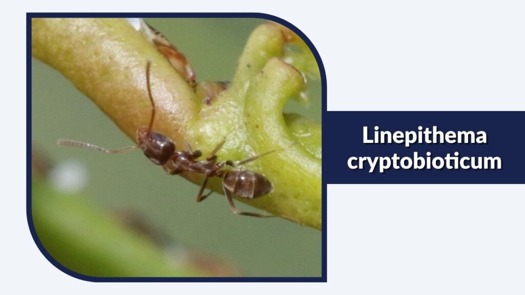 Linepithema cryptobioticum
