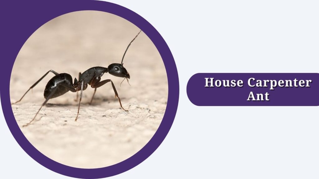 House Carpenter Ant