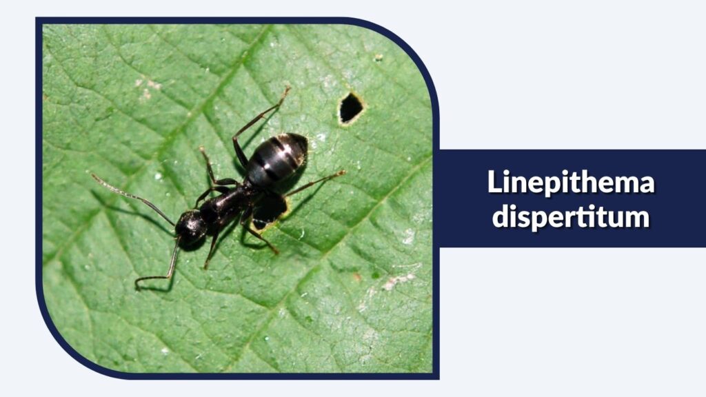 Linepithema dispertitum