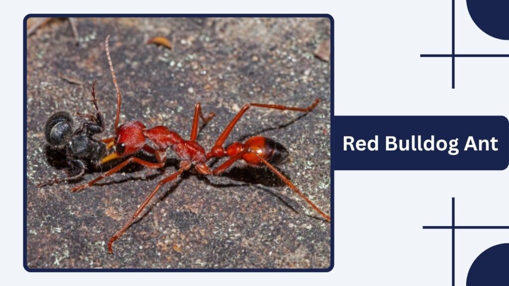 Red Bulldog Ant