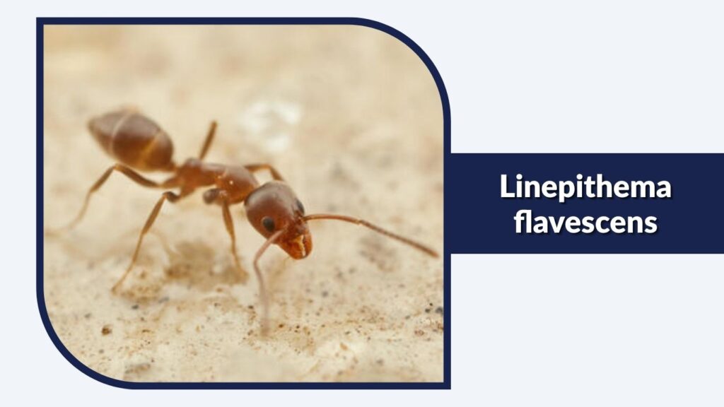 Linepithema flavescens