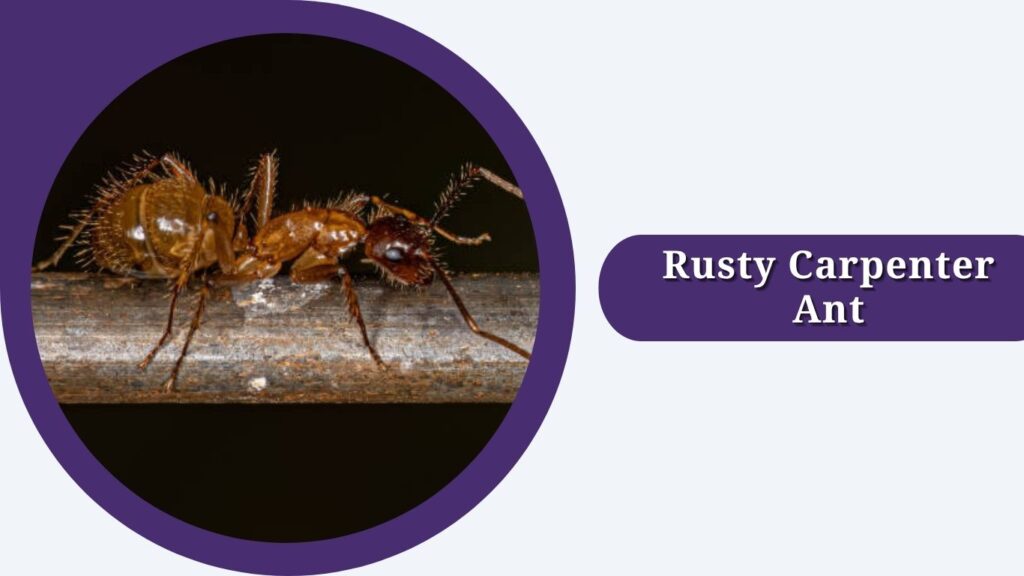Rusty Carpenter Ant