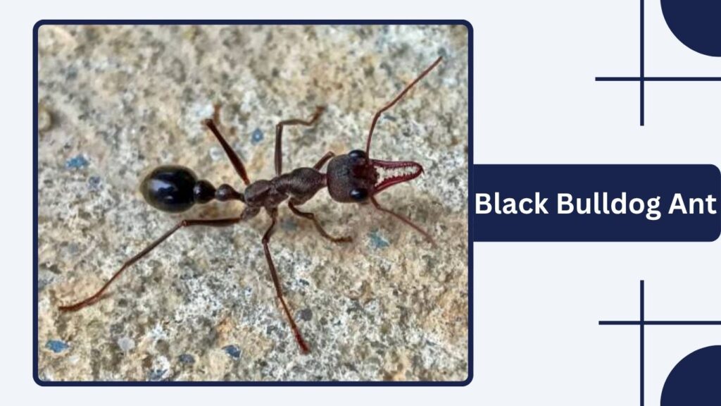Black Bulldog Ant