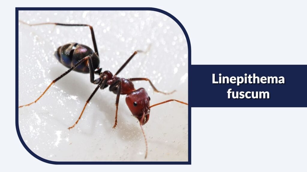 Linepithema fuscum