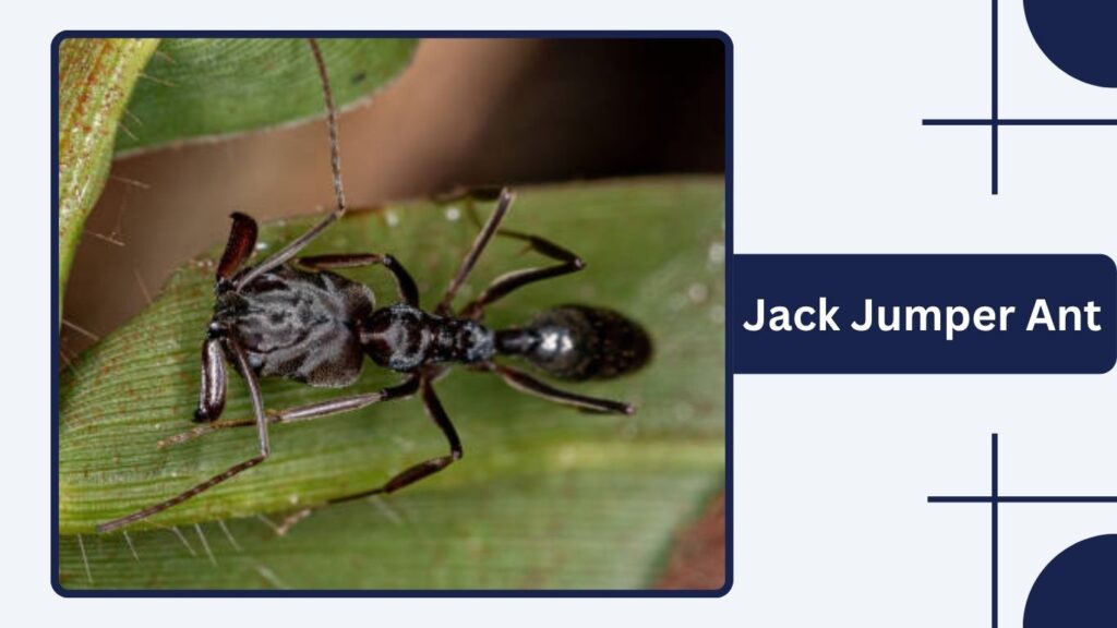 Jack Jumper Ant