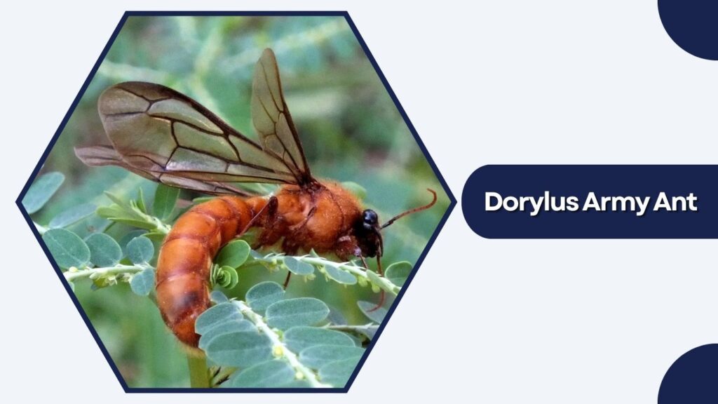 Dorylus Army Ant