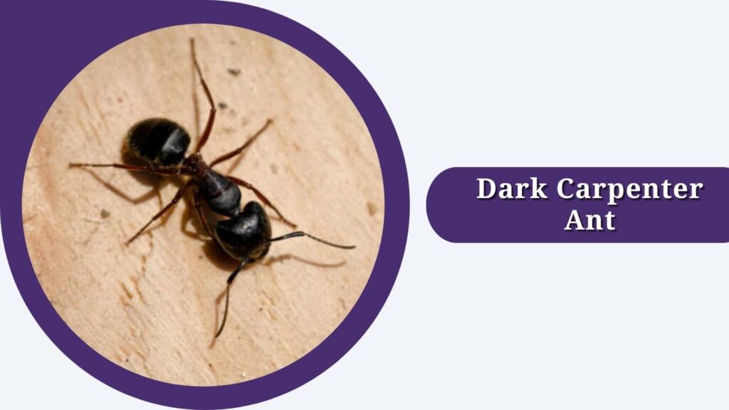Dark Carpenter Ant