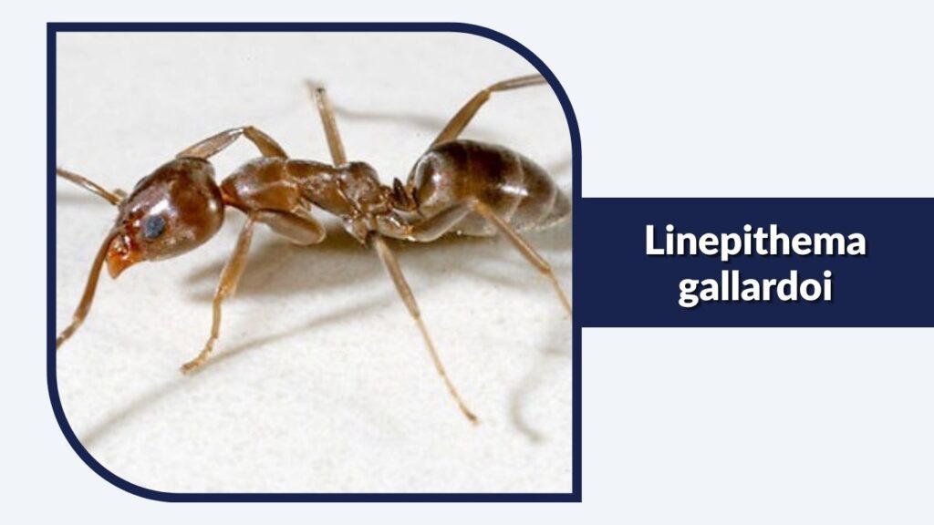 Linepithema gallardoi