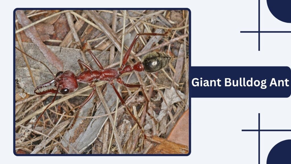 Giant Bulldog Ant