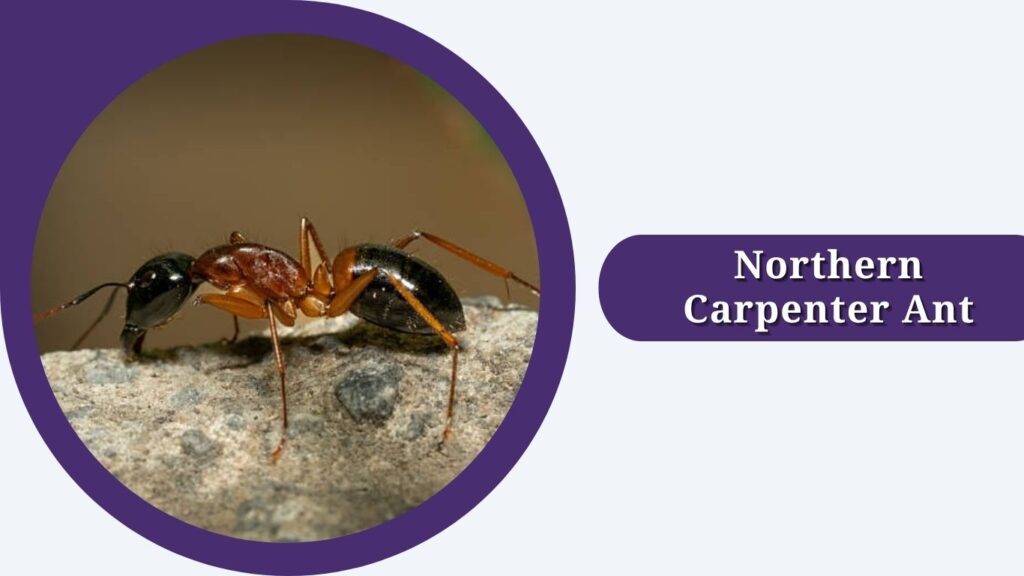 Northern Carpenter Ant