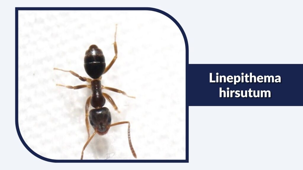 Linepithema hirsutum