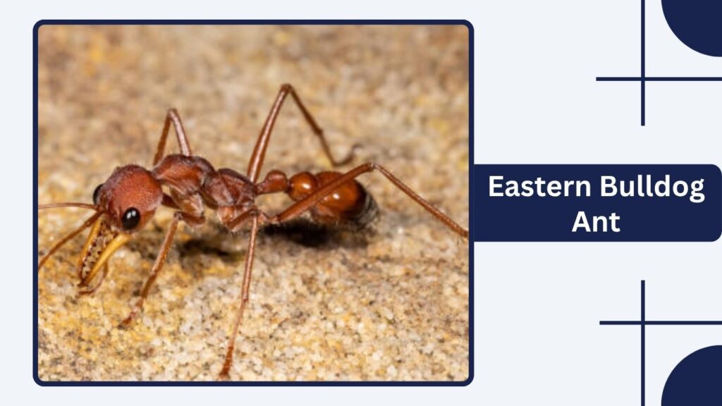 Eastern Bulldog Ant