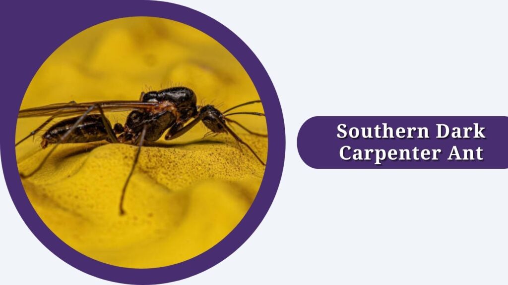 Southern Dark Carpenter Ant