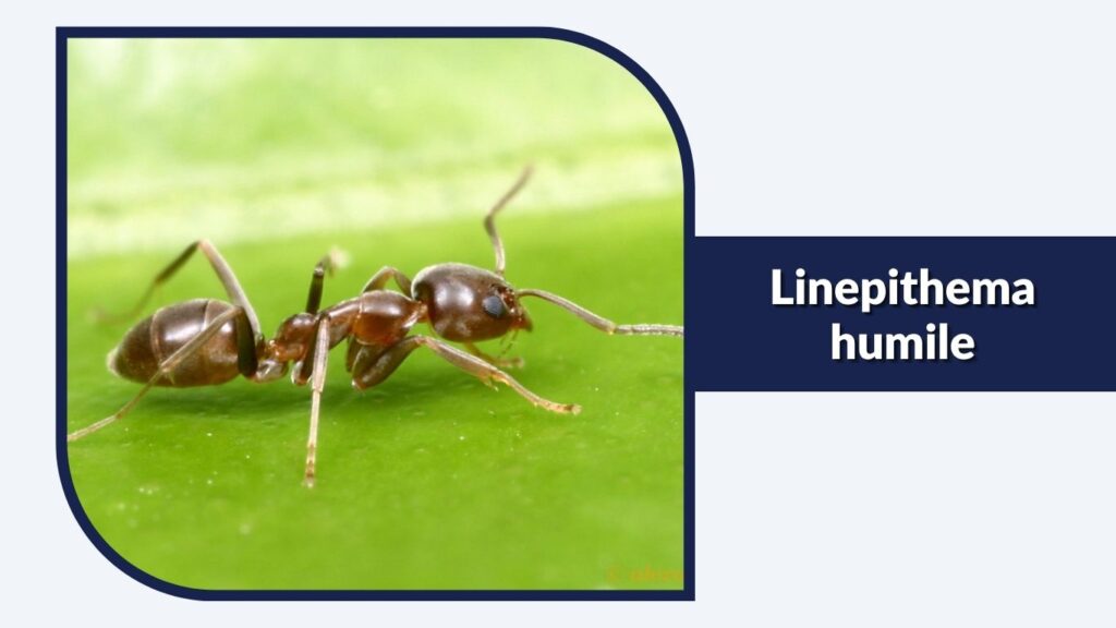 Linepithema humile