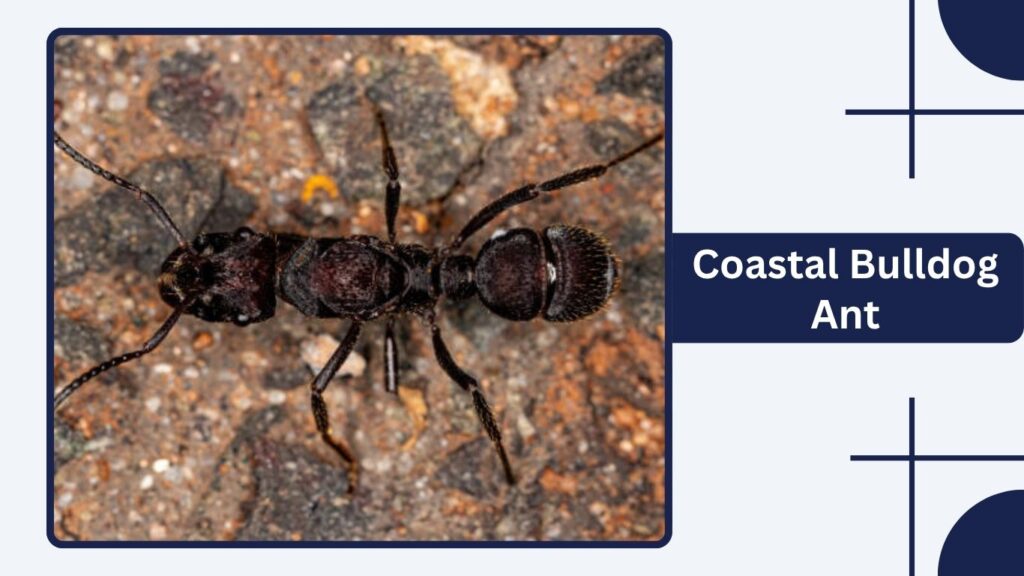 Coastal Bulldog Ant