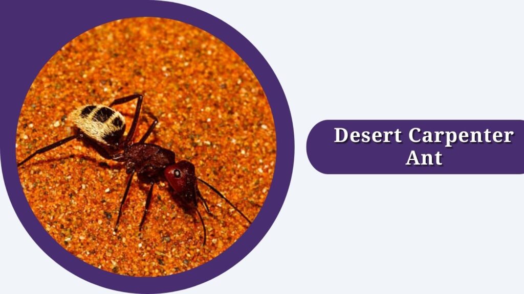 Desert Carpenter Ant