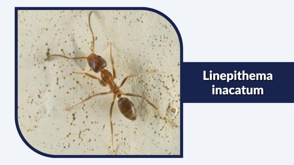 Linepithema inacatum